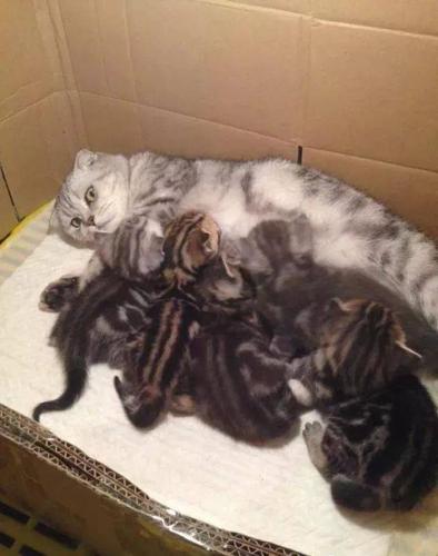 母猫一般生几只小猫,母猫一般生几只小猫好,猫咪一般一窝生几个？