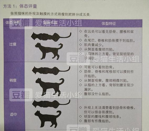 母猫体重参考表,暹罗母猫体重参考表,母猫多少斤算胖？