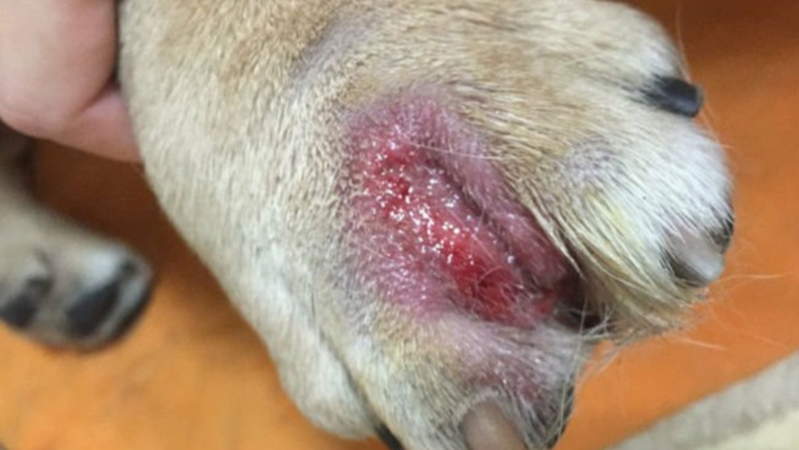 狗狗脓皮症用什么药,狗狗脓皮症用什么药最好,狗狗身上长红疙瘩有脓,可以用碘伏消毒然后搽红霉素眼膏吗？