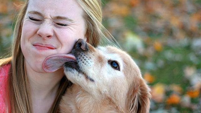 小狗舔人是什么意思,,为什么狗爱舔人？