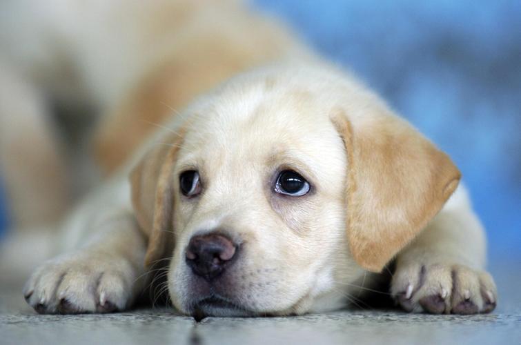 世界上什么狗最可爱,世界上什么狗最可爱又最便宜,最可爱的狗？