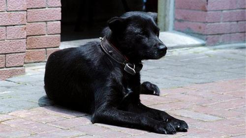 黑狗叫什么名字好,黑狗叫什么名字好听霸气,我有一只黑色的狗起什么名字好呢公的，名字越多越好？