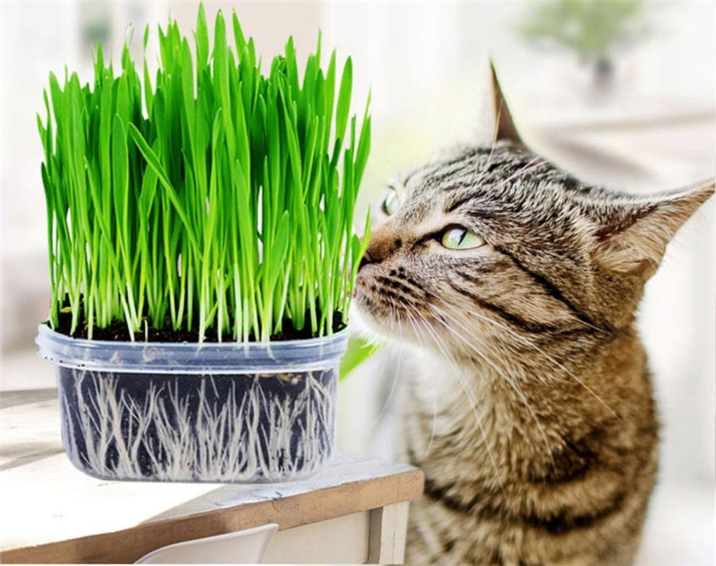 猫什么时候可以吃猫草,猫什么时候可以吃猫草片了,一个多月的小猫可以吃猫草吗？