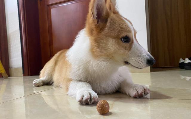 狗狗为什么不能吃葡萄,狗狗为什么不能吃葡萄和巧克力,柯基为什么不能吃葡萄？