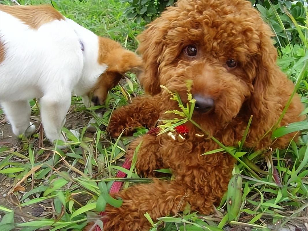 泰迪狗为什么吃草,泰迪狗为什么吃草缺什么东西,泰迪吃草有什么好处？