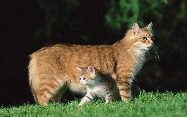 母猫找小猫,母猫找小猫咪叫声,母猫为什么要叼走小猫？