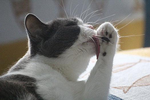 猫舔爪子是什么意思,小奶猫舔爪子是什么意思,猫为什么喜欢舔自己的爪子？