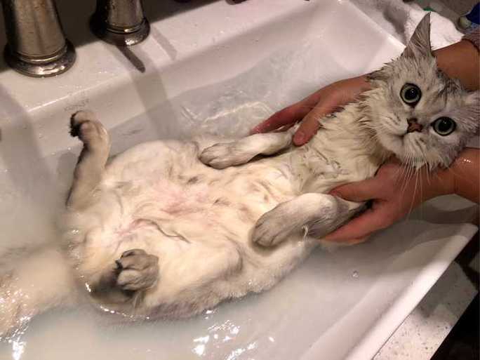 怀孕的母猫可以洗澡吗,孕猫太脏了可以洗澡吗,猫咪怀孕能洗澡吗？