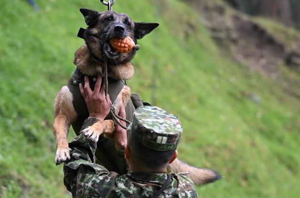军犬都是什么品种,军犬都是什么品种的狗,军犬一般有那些品种？