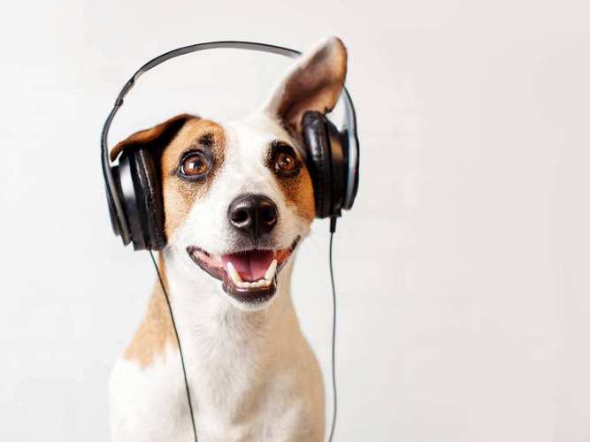 狗狗喜欢听什么歌,狗狗喜欢听什么歌曲?,养条狗是什么歌？