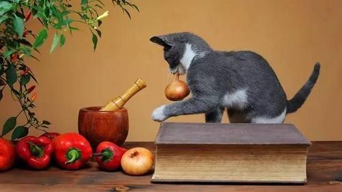 猫为什么不能吃葡萄,猫为什么不能吃葡萄干,猫咪可以吃葡萄吗？