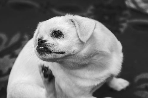 黑白色的狗是什么品种,短腿黑白色的狗是什么品种,黑白花猛犬有哪些？