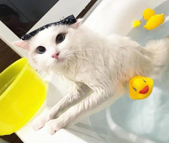 猫洗澡用什么洗,猫洗澡用什么洗才好,猫咪洗澡的正确方法？