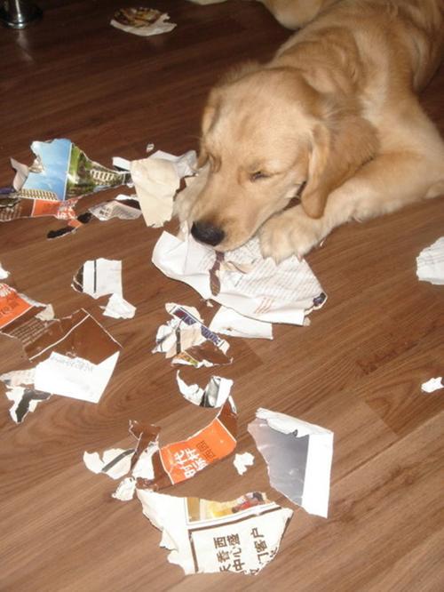为什么狗喜欢撕纸,为什么狗喜欢撕纸巾 打也不改,我们家狗狗爱吃卫生纸，不知道是不是有什么特别的异常~~？