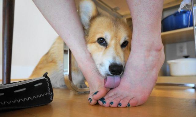 狗狗为什么咬自己的脚,狗狗为什么咬自己的脚指甲,小狗为什么老咬和舔自己的腿？