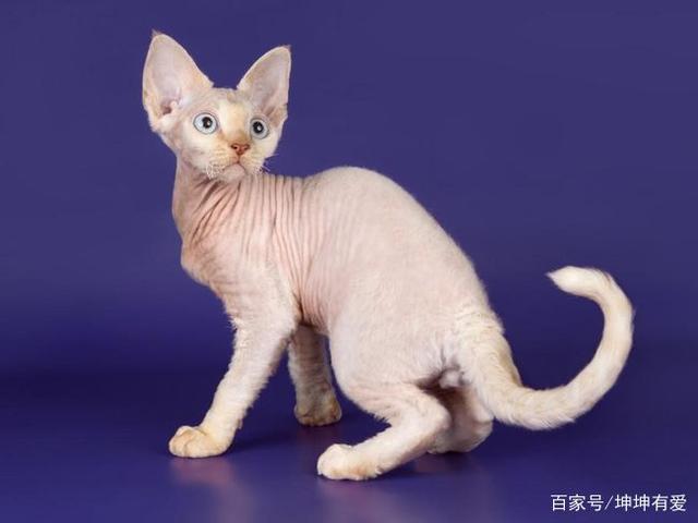 什么品种的猫掉毛少,什么品种的猫掉毛少一点,什么猫毛比较少？
