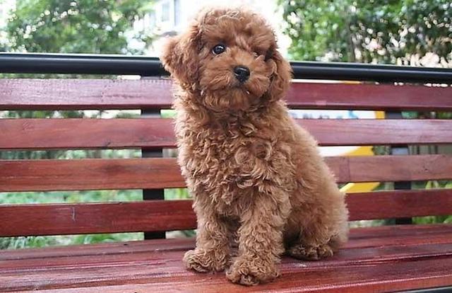 什么狗体味最小,什么狗体味最小不掉毛,2个月的小泰迪为什么体味重？