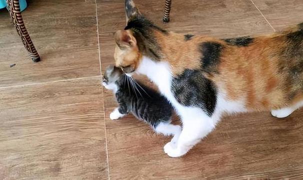 把小猫抱走母猫的反应,送走小猫要避开母猫吗,把小猫抓走母猫会急吗？