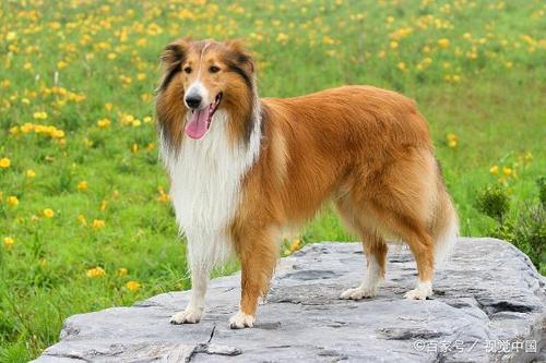 什么是柯利犬,什么是柯利犬种,蝴蝶犬属于柯利犬吗？