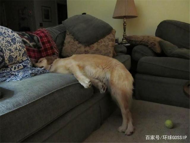 狗为什么刨沙发,狗为什么刨沙发会睡下,求救啊，狗为什么要专门上沙发尿尿？