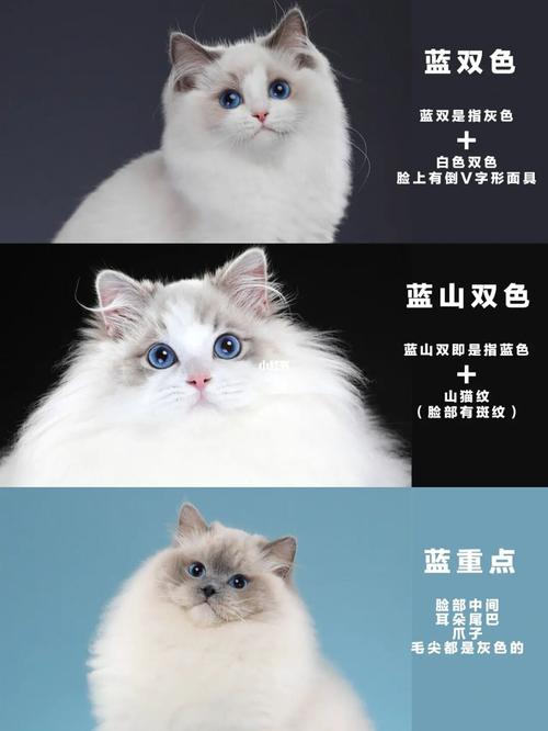 布偶母猫体重,布偶母猫体重年龄对照表图,布偶猫幼崽多少斤？
