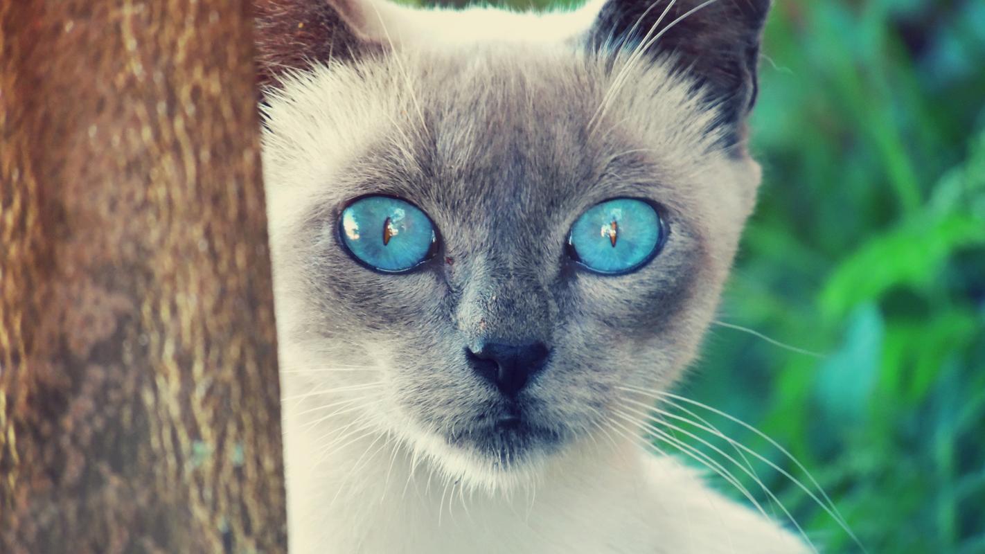 猫的眼睛有什么特点,猫的眼睛有什么特点和功能,为什么猫咪看自己时眼睛非常圆？