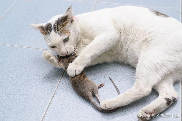 猫为什么要吃老鼠呢,猫为什么要吃老鼠呢?,为什么猫要吃老鼠？