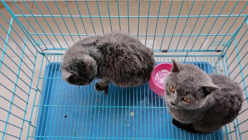 母猫发情可以打疫苗吗,,公蓝猫发情再养只母猫好吗？