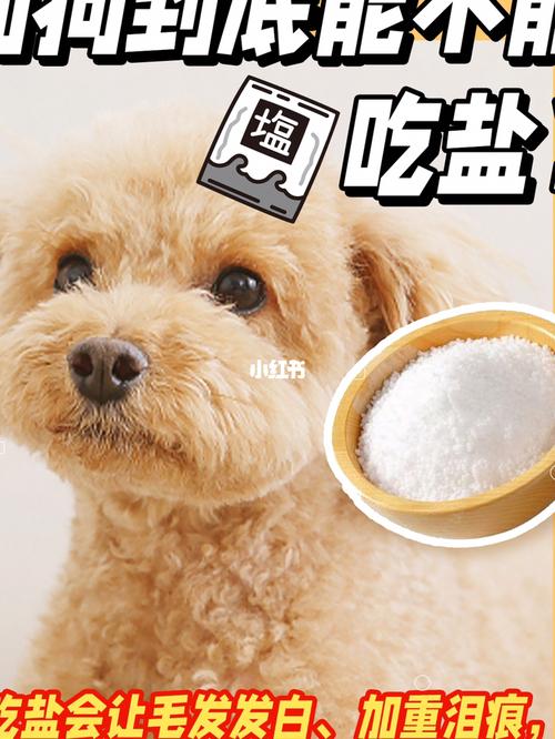 为什么狗狗不能吃盐,为什么狗狗不能吃盐油,为什么猫狗不需要盐？