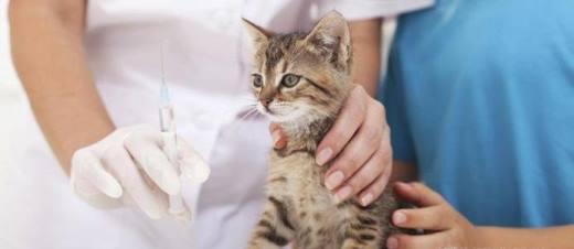 母猫怀孕能打疫苗吗,母猫怀孕能打疫苗吗多少钱,母猫怀孕了注意事项？
