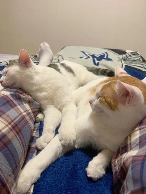 猫为什么喜欢睡人身上,猫为什么喜欢睡人身边,为什么猫咪爱睡在主人大腿上？