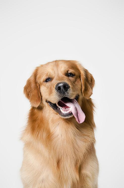 狗狗吐舌头是什么意思,狗狗吐舌头是什么意思啊,金毛犬为什么总是吐舌头？