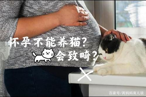 为什么孕妇不能养猫,为什么孕妇不能养猫,怀孕了还能养猫咪吗？