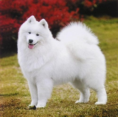 萨摩耶图片,萨摩耶图片高清图片,萨摩和萨摩耶是一种狗狗吗？怎样分辨大型萨摩耶和小萨摩耶？