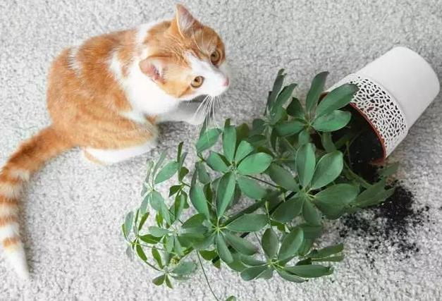 什么植物对猫有害,什么植物对猫有害处,猫咪吃什么植物会有危险？