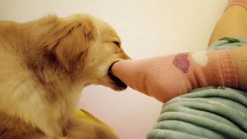 狗为什么喜欢咬袜子,狗为什么喜欢咬袜子就跑,狗狗怎么总吃袜子呢？