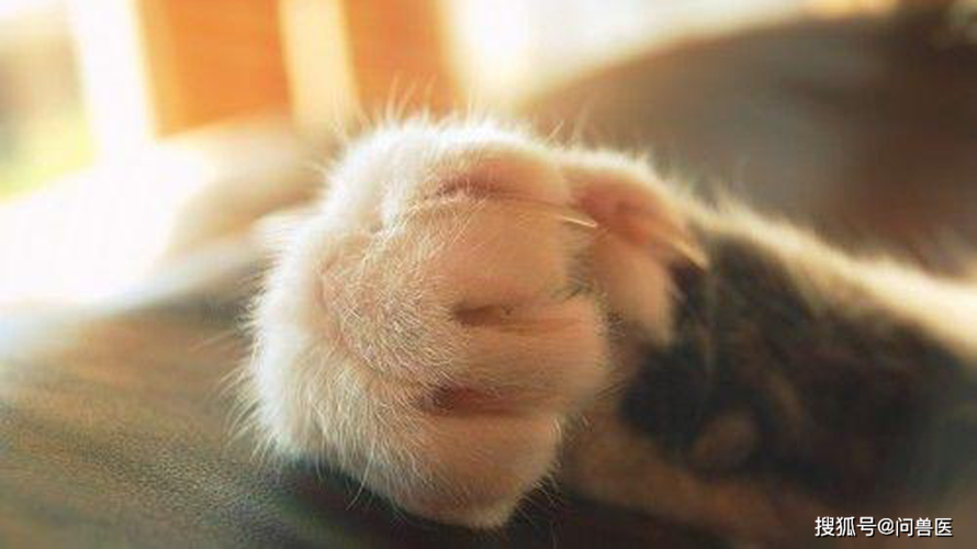 猫为什么要磨爪子,猫为什么要磨爪子的原因,为什么猫猫醒了要磨爪子？