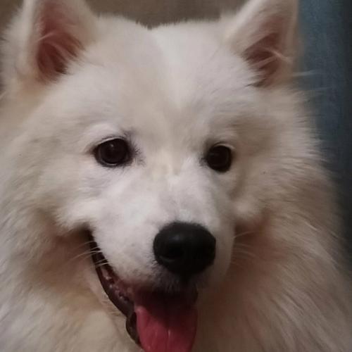 萨摩耶可爱,萨摩耶可爱头像,那种毛毛的白色的眼睛圆圆的可爱的狗狗是什么品种？