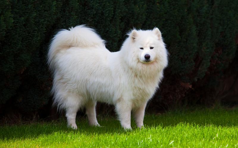 白色萨摩耶,白色萨摩耶犬图片,白色长毛犬的品种？