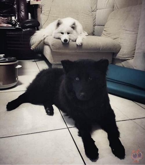 萨摩耶黑色,萨摩耶黑色的图片,萨摩耶犬有几种颜色萨摩耶一般有四种颜色？