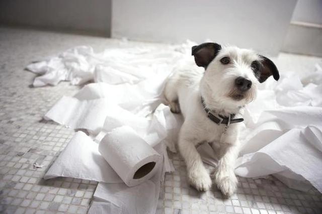 狗狗为什么喜欢撕纸,狗狗为什么喜欢撕纸巾,狗狗经常挠墙正常吗？