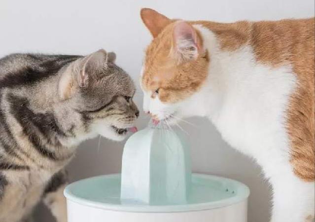 猫为什么喜欢喝牛奶,猫为什么喜欢喝牛奶不喜欢喝羊奶,小猫为啥喜欢喝牛奶？