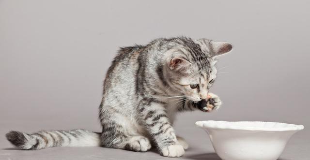 猫为什么讨厌水,猫为什么讨厌水果,为什么猫喜欢喝洗脸水？