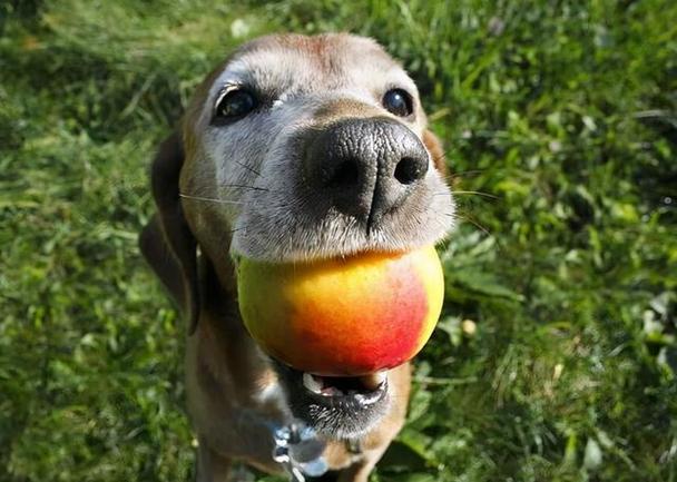 狗都不能吃什么,狗都不能吃什么水果,哪些狗不能吃？