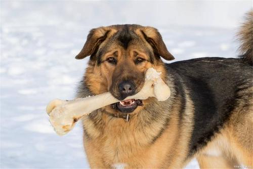 为什么狗不能吃鸡骨头,为什么狗不能吃鸡骨头却可以吃鸡架,9个月法斗犬能吃鸡骨头吗？