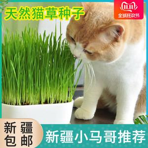 猫草种子是什么,猫草种子是什么东西,猫草怎么种的？