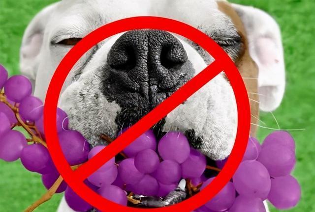 狗不能吃什么水果蔬菜,狗狗不能吃的20种蔬菜,狗狗不能吃的四种蔬菜？