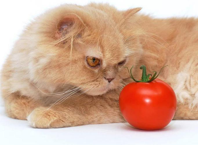 猫可以吃什么蔬菜水果,猫可以吃什么蔬菜水果补充维生素,猫咪能吃哪些蔬菜和水果？