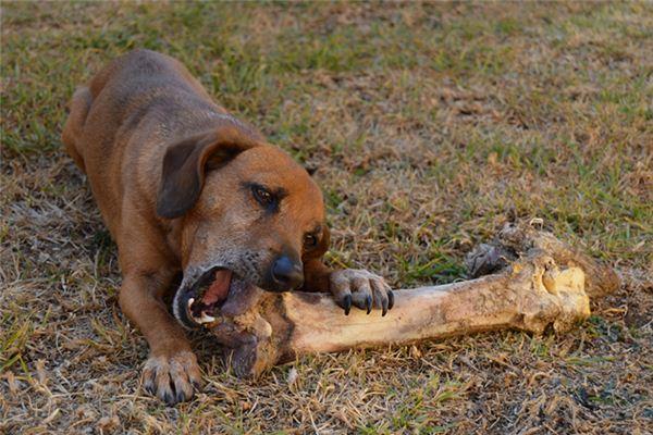 狗为什么不能吃鸡骨头,狗为什么不能吃鸡骨头和鸭骨头,狗能不能经常吃鸡骨头？为什么？