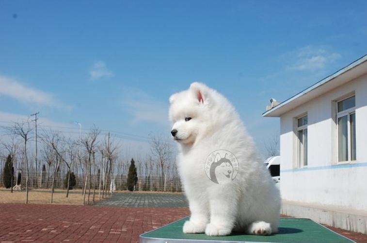 小型萨摩耶,小型萨摩耶犬能长多大,和萨摩耶很像的白色小型犬？